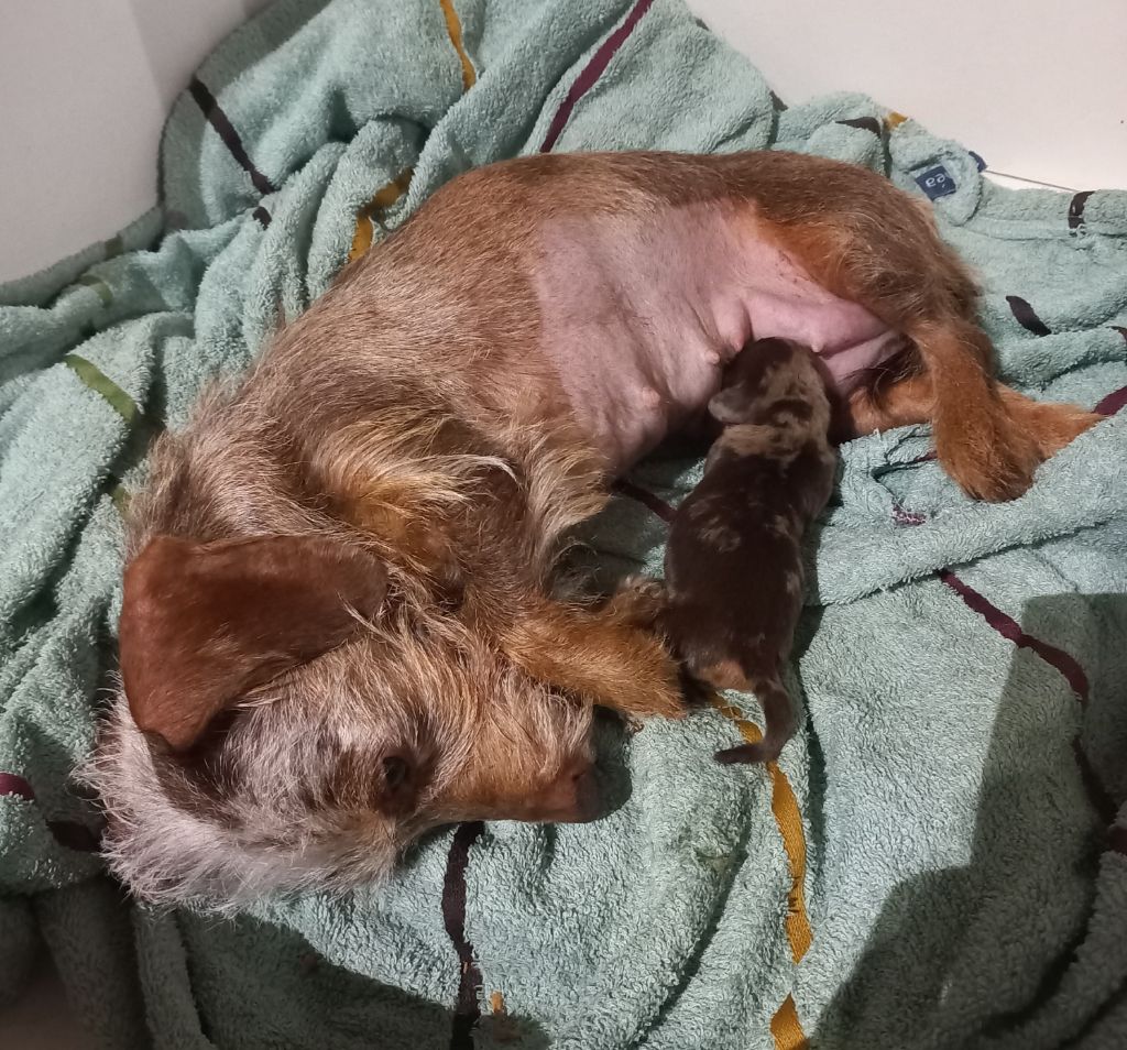 chiot Teckel poil dur Du Pont Des Croix