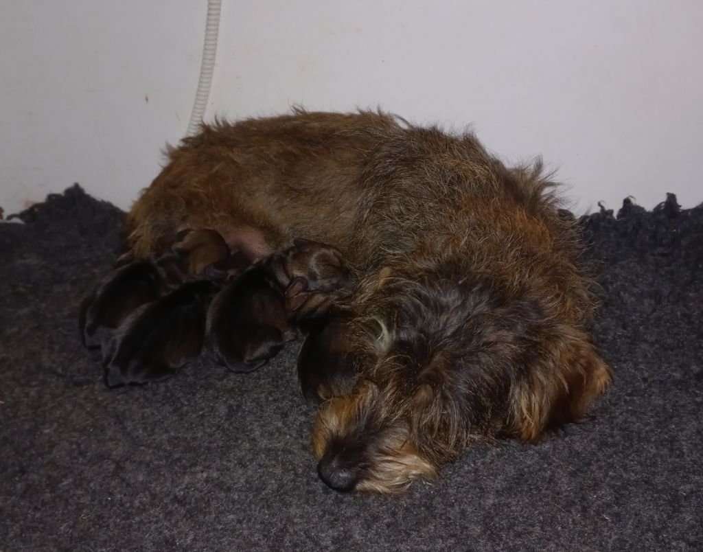 chiot Teckel poil dur Du Pont Des Croix