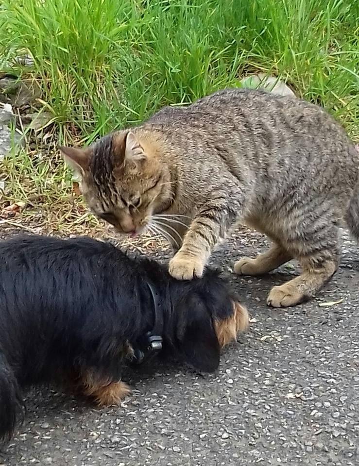 Du Pont Des Croix - Chatchat et les teckels