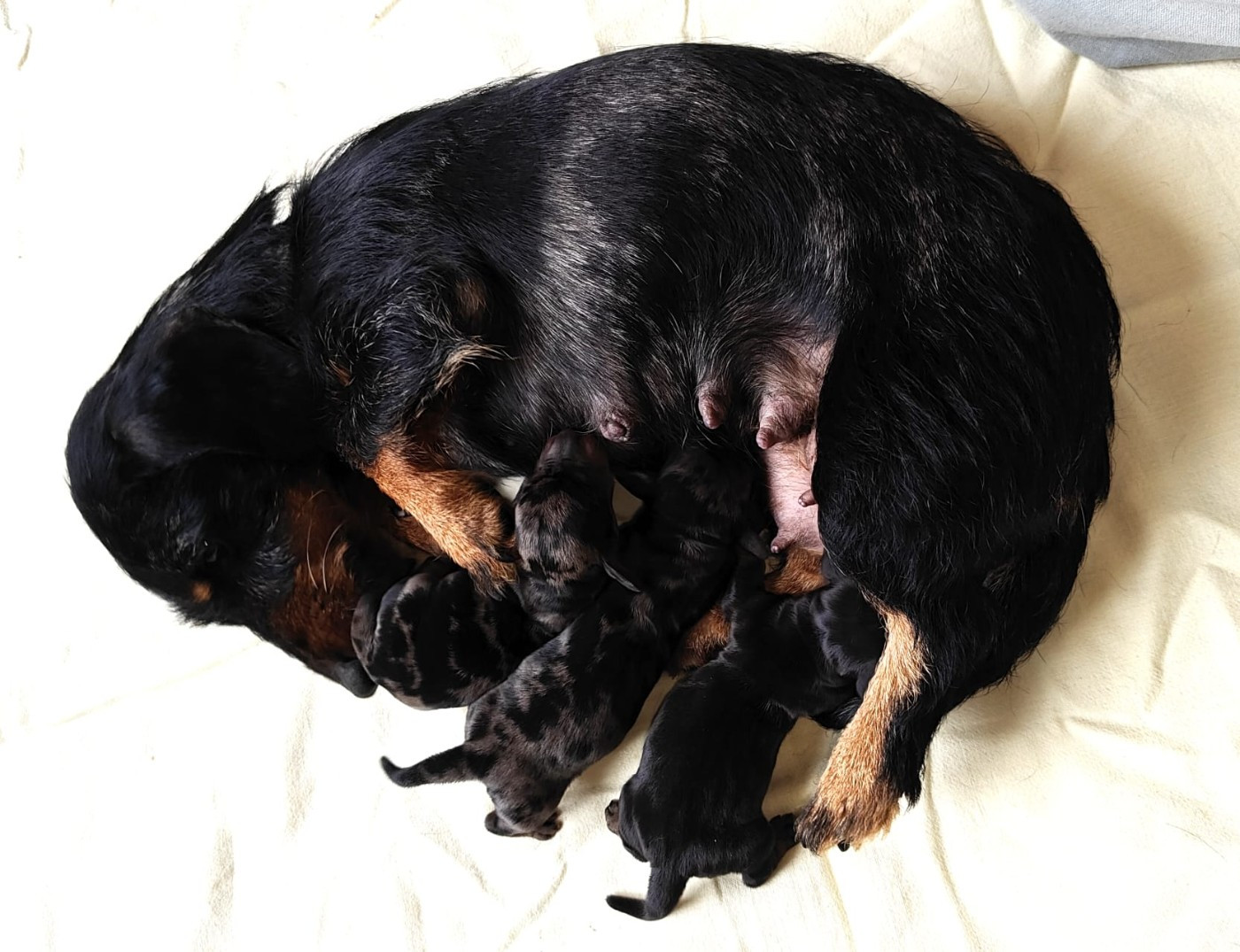 Chiot Teckel poil dur Du Pont Des Croix