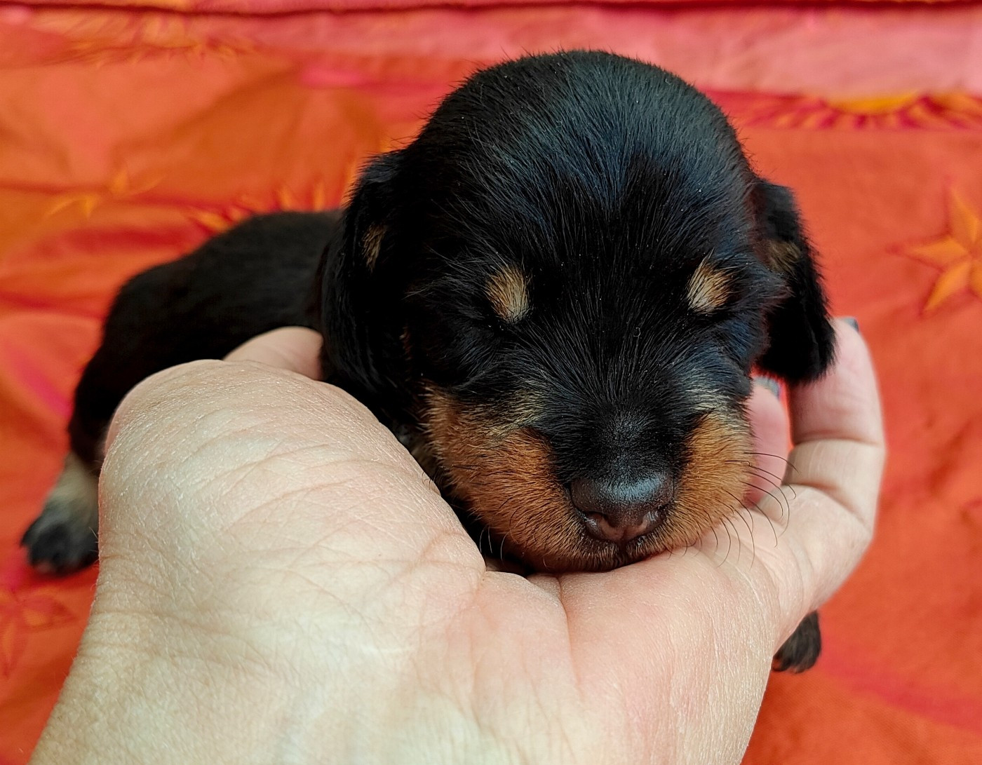 Du Pont Des Croix - Chiots disponibles - Teckel poil dur