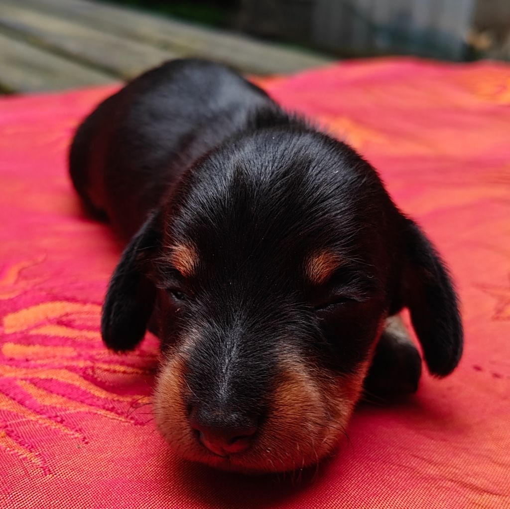 Du Pont Des Croix - Chiots disponibles - Teckel poil dur