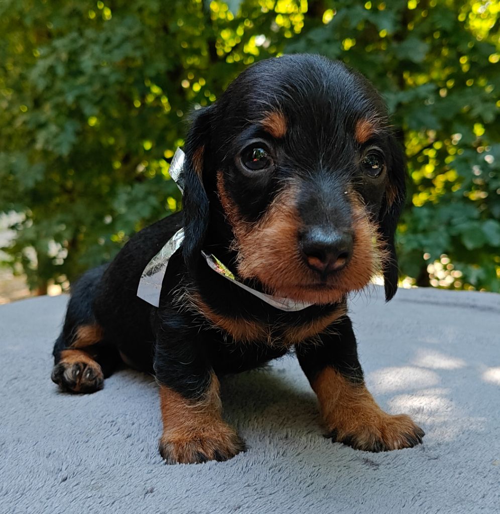 Du Pont Des Croix - Chiots disponibles - Teckel poil dur