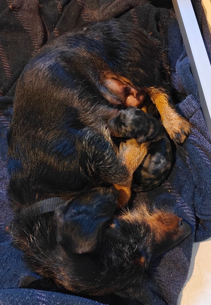 Chiot Teckel poil dur Du Pont Des Croix