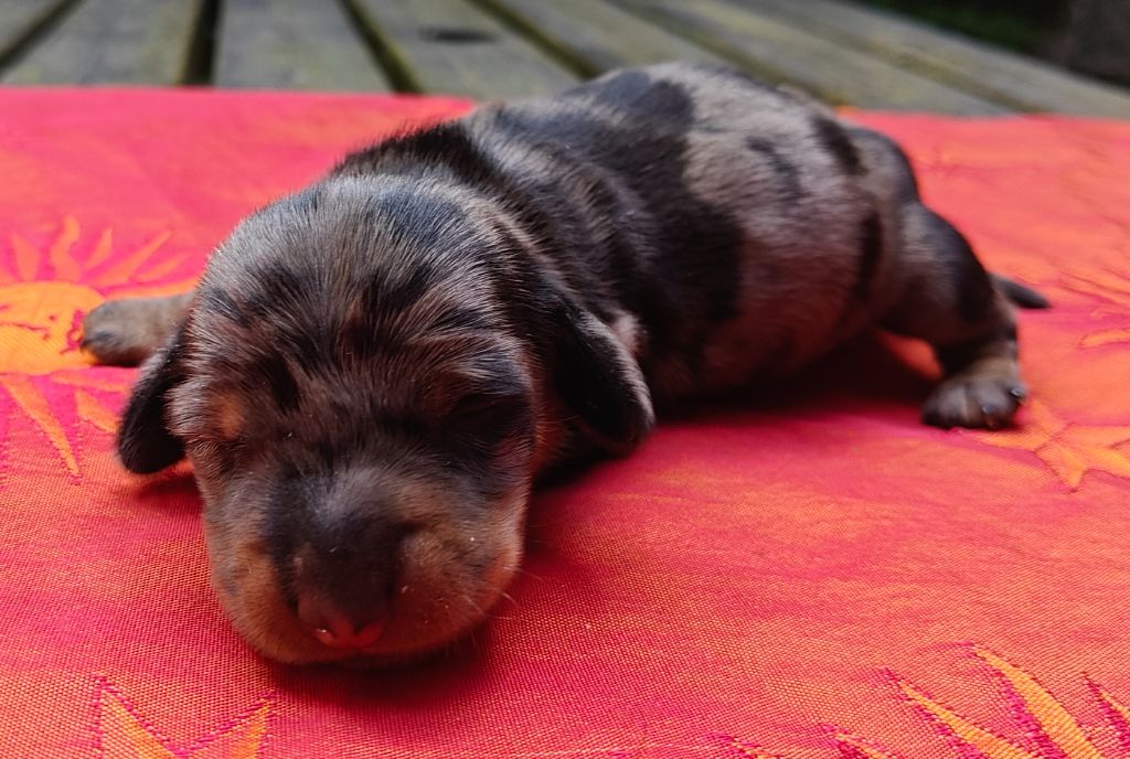 Du Pont Des Croix - Chiots disponibles - Teckel poil dur