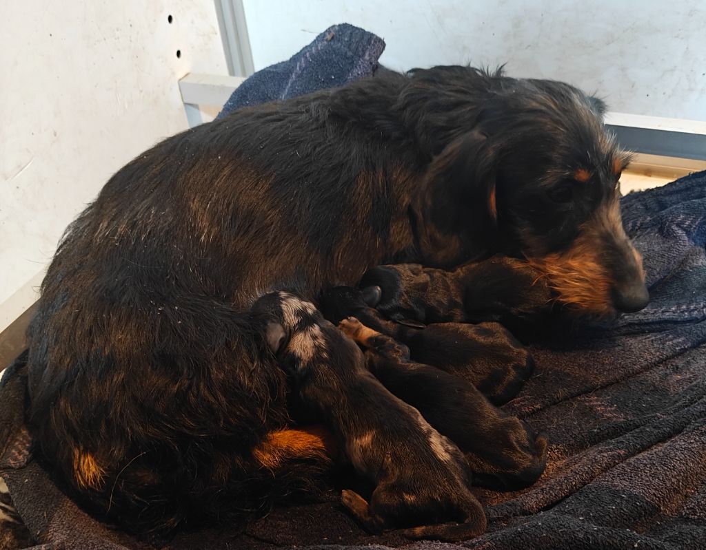 Chiot Teckel poil dur Du Pont Des Croix
