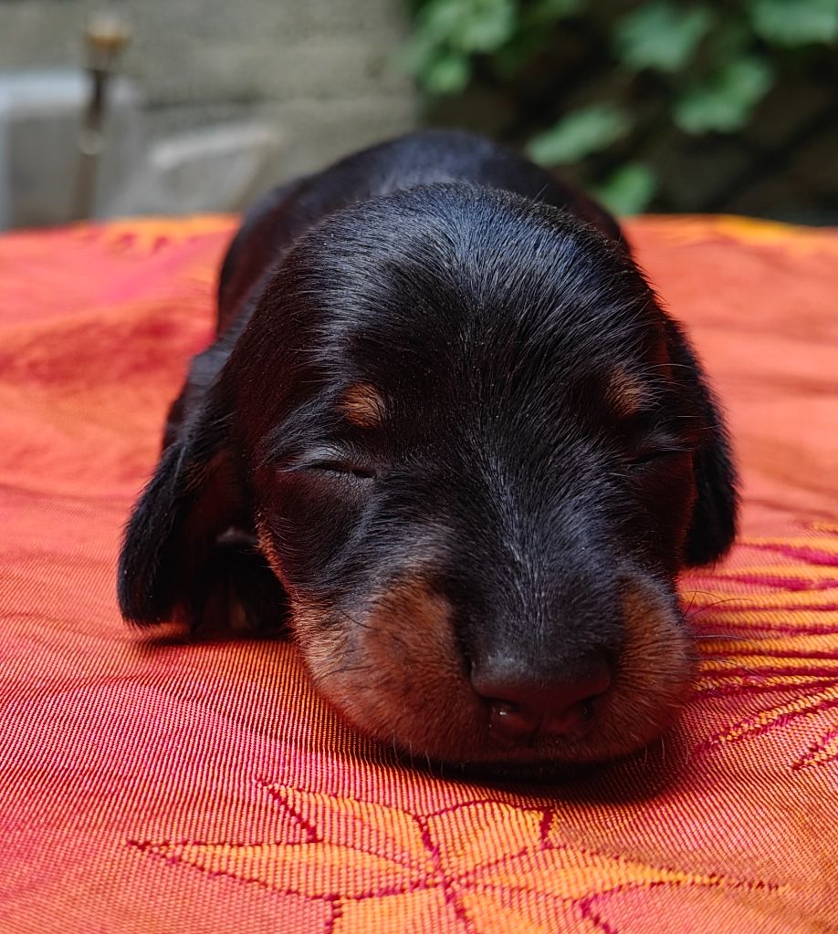 Du Pont Des Croix - Chiots disponibles - Teckel poil dur