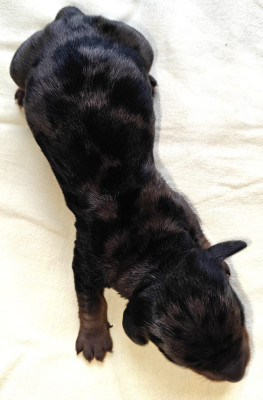 B....... du Pont des Croix