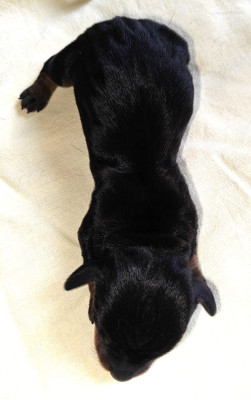 B....... du Pont des Croix