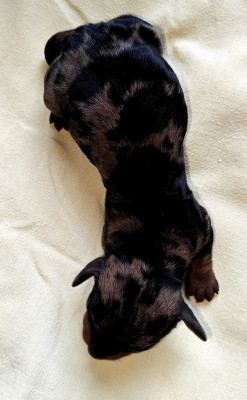 B....... du Pont des Croix