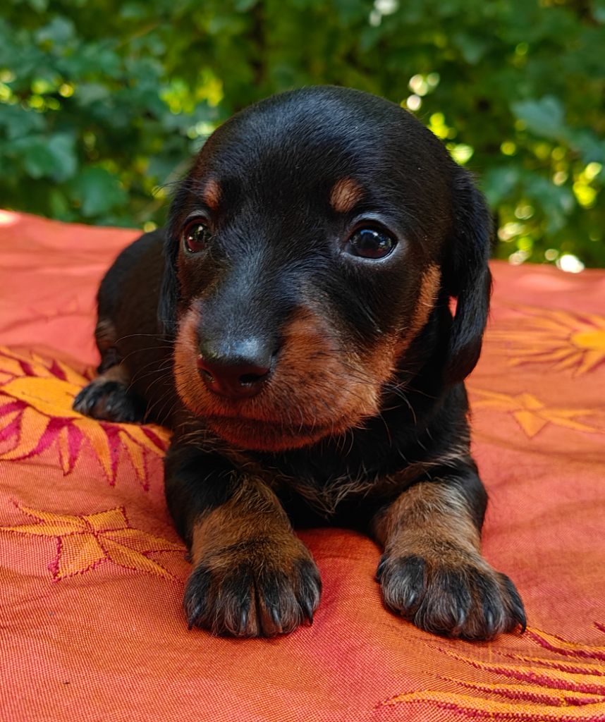 Du Pont Des Croix - Chiots disponibles - Teckel poil dur