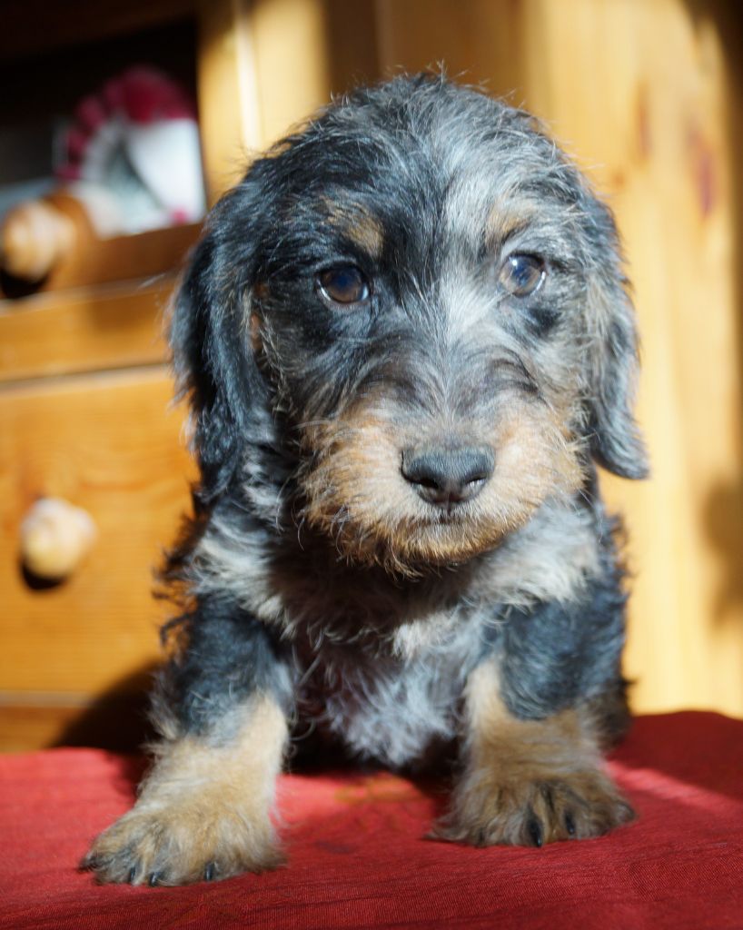 Chiot Teckel poil dur Du Pont Des Croix