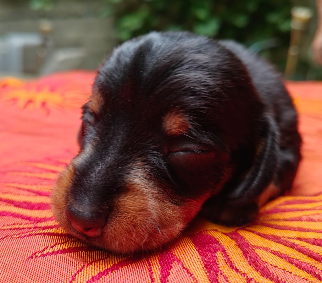 Du Pont Des Croix - Chiots disponibles - Teckel poil dur
