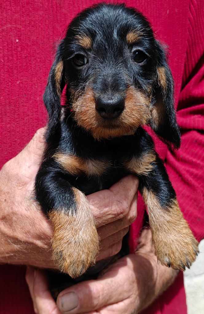 Du Pont Des Croix - Chiots disponibles - Teckel poil dur